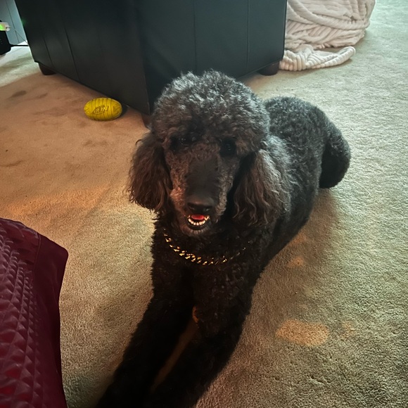 Meet your Posher, Deedra - Picture 2 of 2